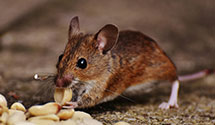 24 Hour & Emergency Exterminators in Sierra Madre, CA